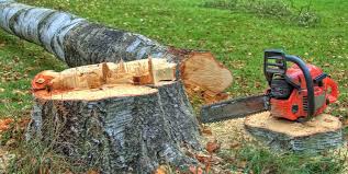 Professional Tree Services in Clinton, IL