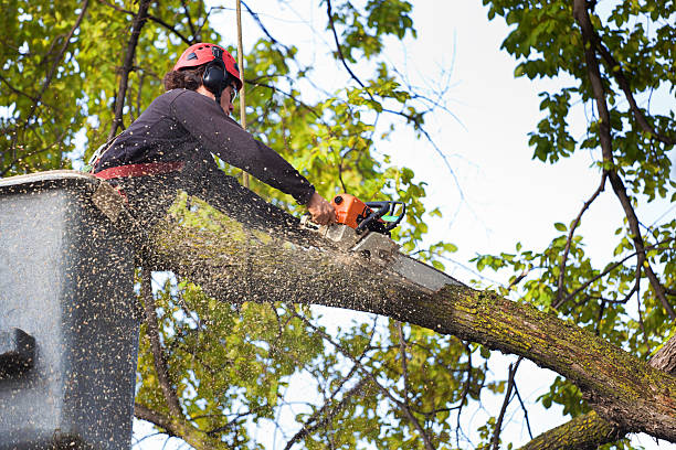 Best Palm Tree Trimming  in Clinton, IL